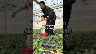 The fun of strawberry harvesting