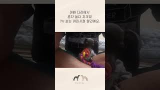TV보는 아기 강아지 엘리 