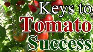 2 Min. Tip: Our Keys to Tomato Growing Success