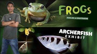 Aquarium of the Pacific New Frogs Exhibit (Dazzling and Disappear) & Archerfish Exhibit