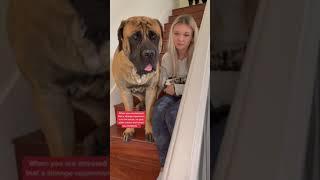 Bowser the GIANT Puppy is scared of new people #dog #dogs #cutedogs #funnydogs #shorts