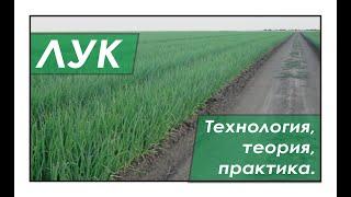 Technology of growing onions in the south of Ukraine