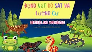 ĐỘNG VẬT  BÒ SÁT VÀ LƯỠNG CƯ ĂN THỊT / CARNIVORY REPTILES AND AMPHIBIANS