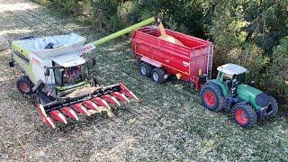 CLAAS LEXION 8700TT am Körnermais dreschen bei starken Wind / FENDT 930 / 4K