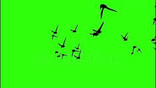 bird png video | bird flying video