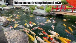 Ehime souvenir shop Koi pond (saijo, Ehime)