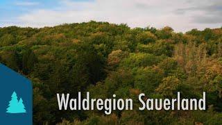 Waldregion Sauerland - Ökosystem und Wirtschaftsraum im Klimawandel | Dokumentarfilm