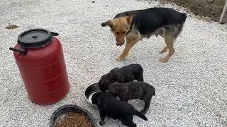 Not in Chains Anymore! The German Shepherd and her Puppies! - Takis Shelter