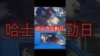 在等紅燈遇到跟主人上工的哈士奇#哈士奇 #二哈