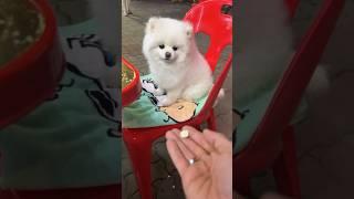 Pomeranian’s Incredible Food Catching Moments！#funnypets #cutedog #funnydogs #博美犬 #萌宠 #ポメラニアン