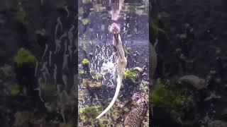 Sea horse #shorts #youtubeshorts #viral #saintpee #beautiful #seahorse #trending