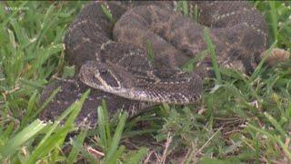 Here's what you should do if you find a snake in your yard | KVUE