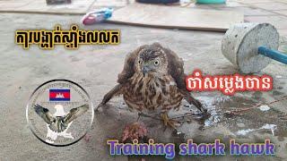 shark hawk hunting ឃើញកាន់ចានមកមិនបាន ចាំម៉ង Part 21