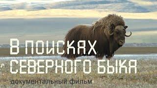 Nature of Russia. Siberia. Taimyr. Tundra animals. Musk oxen. Yakutia.