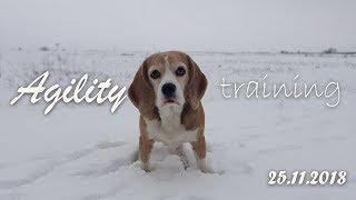 Agility training 25.11.2018 | Born to RUN | Beagle Xena