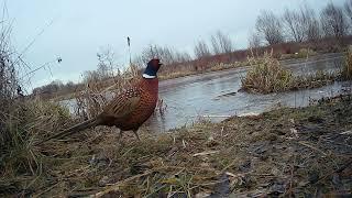 Mr & Mrs Pheasant - Trail cameras