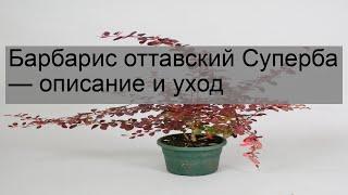 Барбарис оттавский Суперба — описание и уход