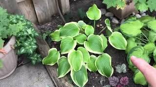 Fall hostas “the good and the bad” 2022