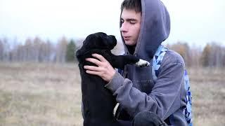 Щенки алабая на прогулке. #puppy #shortvideo #video #animals #dog