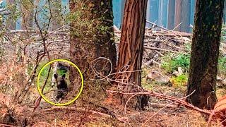 This Abandoned Bear Cub Was Watching the Firefighters, The Reason is Heartbreaking