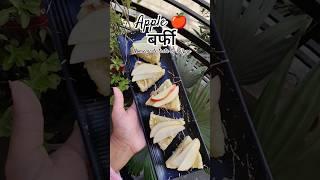 Apple  बर्फी #applebarfi #applerecipe #youtubeshorts #indianfood #shortsvideo #trendingshorts #yt