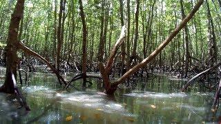 Ao Thalane Mangroves Forests