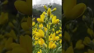 Breathe & Unwind in a Blooming Mountain Steppe ️ #shorts #health