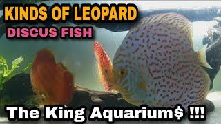 Ikan Discus Juara Kontes, Seperti Ikan Discus Leopard #discusfish