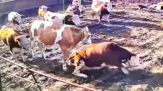 The Absurd, Hilarious Funny Behavior of Cows That I Found on the Internet