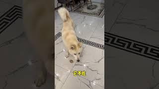 不拆：爹地能不能讓大哥別搶我的骨頭#狗子成精了