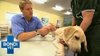 5 incredible Animal Rescue Moments  Bondi Vet