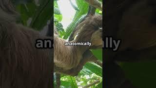 Sloth : high, strong, and totally bizarre