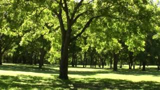 Forest In Sunlight Dallas Texas