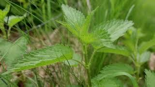 Nettle Plant Identification – Herbal Walk Series