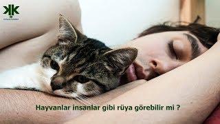 Hayvanlar insanlar gibi rüya görebilir mi ?
