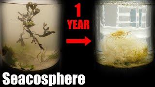 A Year Ago I Put Saltwater in a Jar, This Happened  |  Natural saltwater ecosphere 1 year update