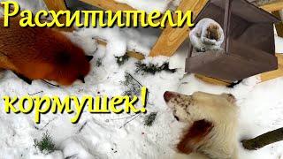 Алиса лиса. Алиса и Белый обокрали белок!