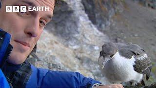 Meeting the Birds of Antarctica | Deep into the Wild | BBC Earth