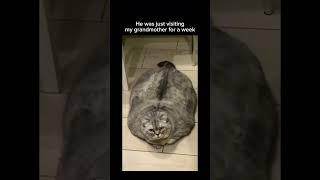 Subscribe  for more inspiring content!#funnyanimals #fatcat #cats