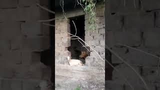 заброшка#азан#заброшка#азан#шайтан#джины#заброшка#fyp#shorts