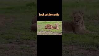 look out lion pride of Masai Mara .