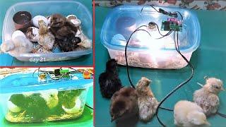 Egg Hatching in BOWL || How to make mini EGG INCUBATOR at home || EGG Incubator for chicken eggs