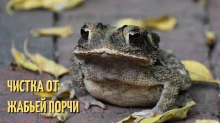 Чистка от ЖАБЬЕЙ порчи ️️