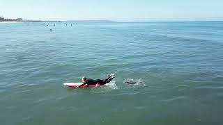 Sammy the Seal Falls Off Surfboard and then Chases the Surfer to Get Back On in San Diego Ca