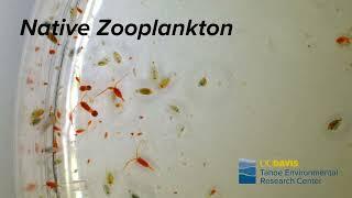 Tahoe's Native Zooplankton