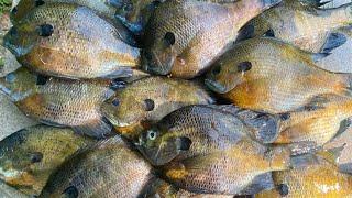 We Found HUNDREDS of STUD BLUEGILL Stacked Up on BEDS! --BIGGEST of the YEAR and NEW PB!!! (Insane)