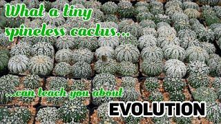 Understanding Evolution with Astrophytum asterias