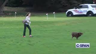 Dog plays on White House grounds before Biden motorcade heads to Andrews (to Peru Brazil 11-14-2024)