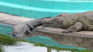 Nile Crocodile Chills Out with 13 Alligators on Island at Gatorland! Orlando, Florida