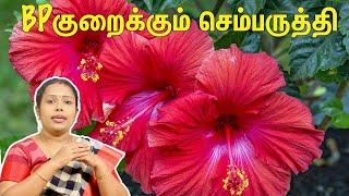 BP-யை குறைக்கும் செம்பருத்தி |Dr.Rajalakshmi |Tch | High Blood Pressure